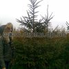 ель обыкновенная